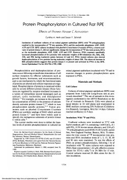 Protein phosphorylation in cultured rat RPE. Effects of protein