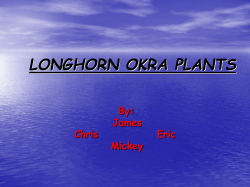 OKRA PLANTS