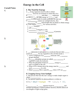 Energy In The Cell Cornell Notes