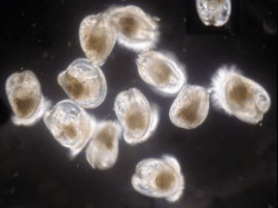 AttSed*Sed(x,z,t) - Department of Marine and Coastal Sciences