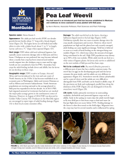 Pea Leaf Weevil - Montana State University Extension