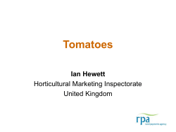 Tomatoes Ghana 2011