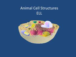 Animal Cell Structure