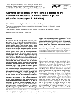 Stomatal development in new leaves is related to