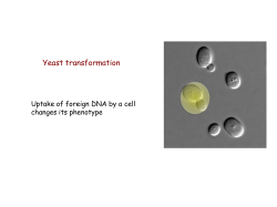 Chemicals used to transform yeast include