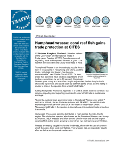 Humphead wrasse: coral reef fish gains trade