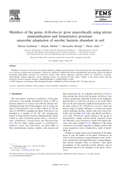 Members of the genus Arthrobacter grow anaerobically using nitrate