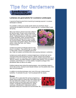 Lantanas are good plants for Louisiana Landscapes Roses