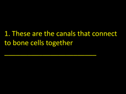 Bones Quiz 2014