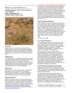 PHACELIA TANACETIFOLIA BENTH