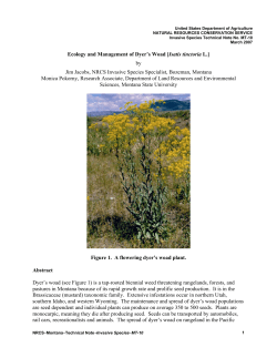 Dyer`s woad - MSU Extension Invasive Plants