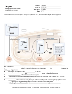 BIOL 212 Worksheet 2-4-14 Respiration