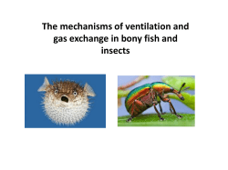 5. Gas Exchange in Fish and Insects3.73 MB