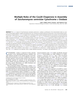 Multiple Roles of the Cox20 Chaperone in Assembly of