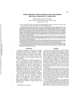 Selective filtering of light by coniferous forests and minimum light
