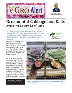 Ornamental Cabbage and Kale - e-GRO