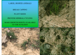 Large Hoofed Animals