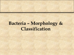 Bacteria - Yengage