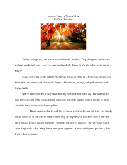 Autumn Coats of Many Colors By Patti Hutchison Yellow, orange