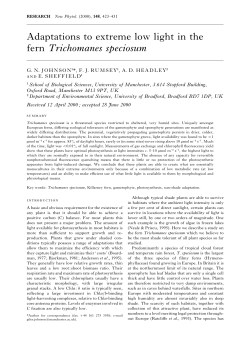 Adaptations to extreme low light in