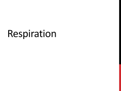 Respiration PP