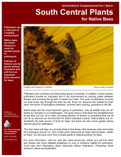 South Central Plants for Native Bees