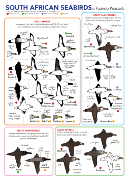 SOUTH AFRICAN SEABIRDSby Faansie Peacock
