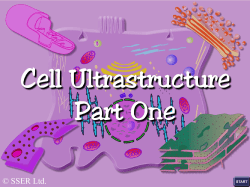 Cells