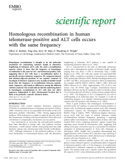 Homologous recombination in human telomerasepositive and ALT