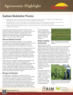 Soybean Nodulation Process