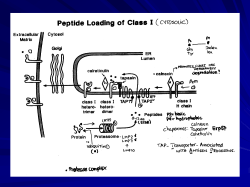 Antigen Processing