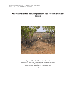Potential Interaction between predation risk, food limitation and