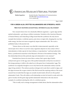 for a green alga, spotted salamanders are stressful hosts