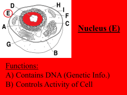 Organelle PowerPoint Organelle PowerPoint