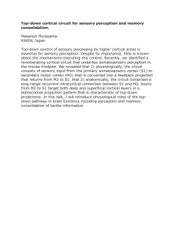 Top-down cortical circuit for sensory perception and memory