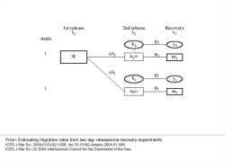 Estimating migration rates from two tag&ndash;release/one recovery