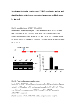 Supplemental data for Arabidopsis ATHB17 coordinates nuclear