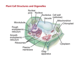 Chapter 8 Cellular Energy 8.2 Photosynthesis