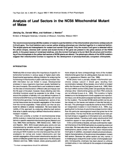 Analysis of Leaf Sectors in the NCS6 Mitochondrial