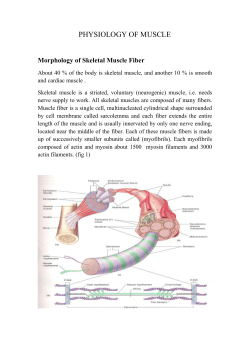 Skeletal Muscle Tone
