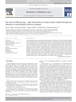 The onset of NPQ and &Delta;&mu;H+ upon illumination of tobacco plants