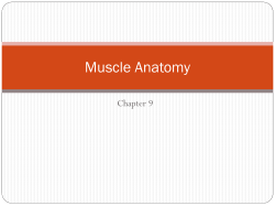 Muscle Anatomy