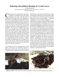 Inducing Adventitious Rooting in Cycad Leaves