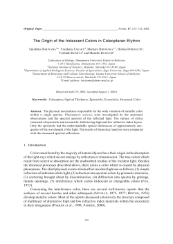 The Origin of the Iridescent Colors in Coleopteran Elytron