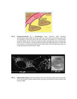 (OM), peripheral intermembrane space (PIMS) and its part within