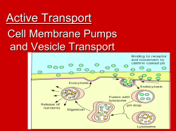 active transport review