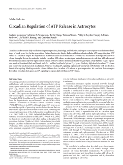 Circadian Regulation of ATP Release in Astrocytes