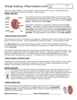 Sheep Kidney Observation Lab