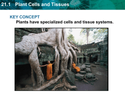 21.1 Plant Cells and Tissues