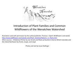 Introduction of Plant Families and Common Wildflowers of the
